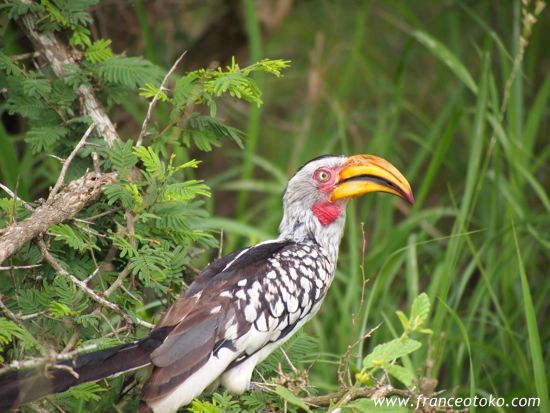 南アフリカ　インバリサファリロッジinbalisafarilodge