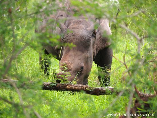南アフリカのサイ