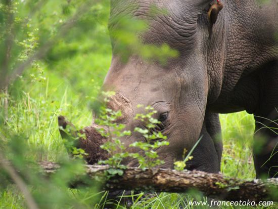 南アフリカのサイ