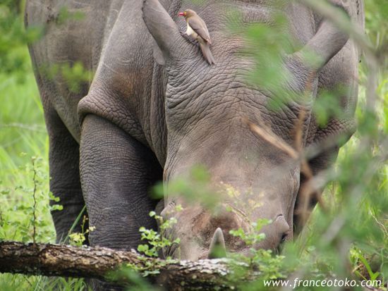 南アフリカのサイ