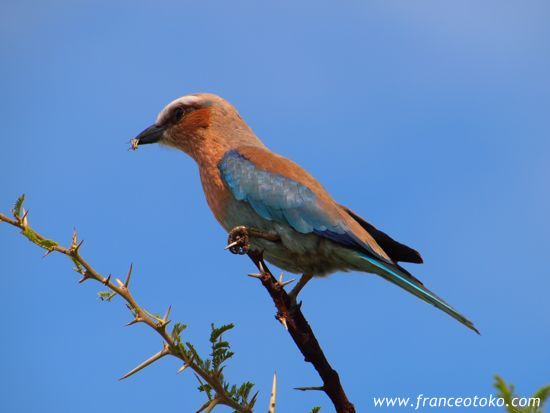 南アフリカ　インバリサファリロッジimbalisafarilodge