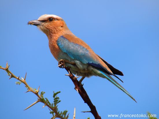 南アフリカ　インバリサファリロッジimbalisafarilodge