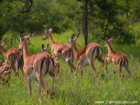 南アフリカ　インバリサファリロッジinbalisafarilodge