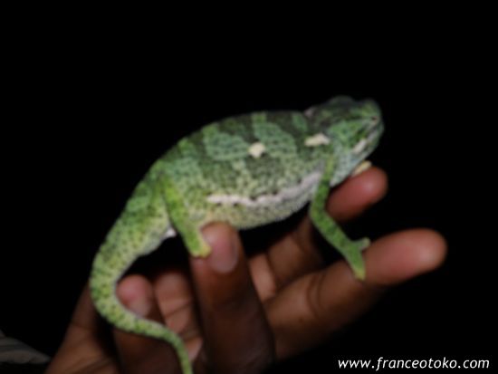 クルーガー国立公園