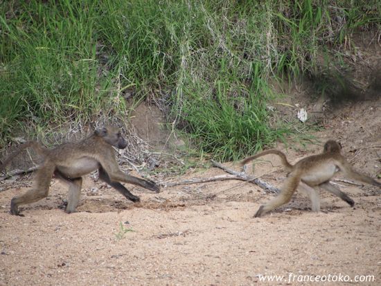 南アフリカ　インバリサファリロッジimbalisafarilodge