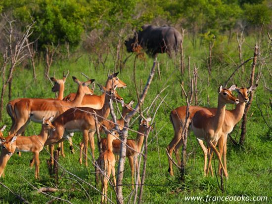 インパラ クルーガー国立公園