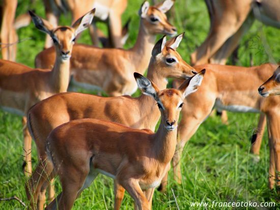 クルーガー国立公園 インパラ