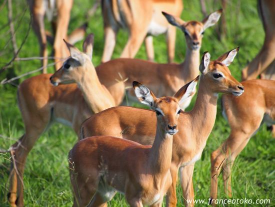 クルーガー国立公園 インパラ