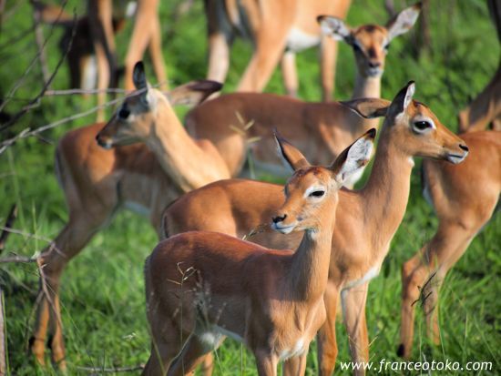 クルーガー国立公園