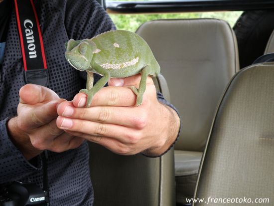 カメレオン サファリ