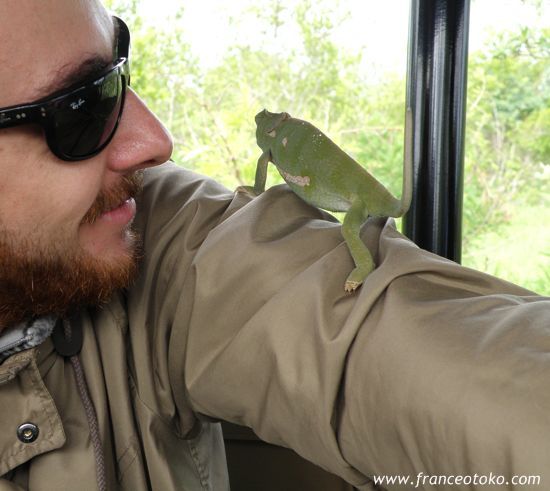 クルーガー国立公園 カメレオン