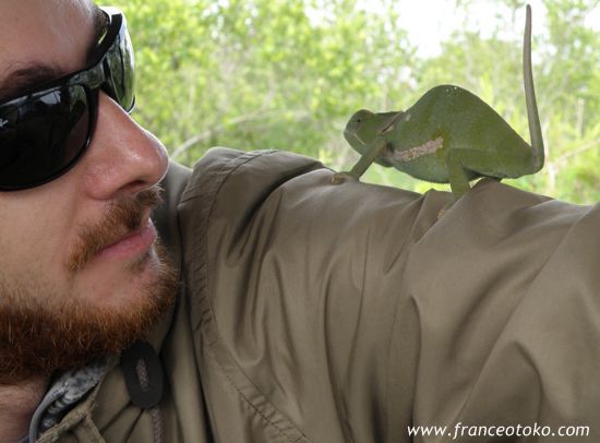 クルーガー国立公園 カメレオン