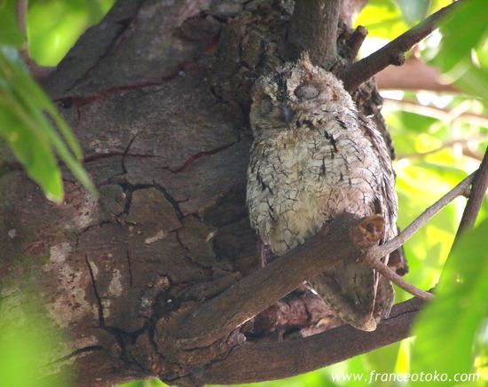 南アフリカ　インバリサファリロッジimbalisafarilodge