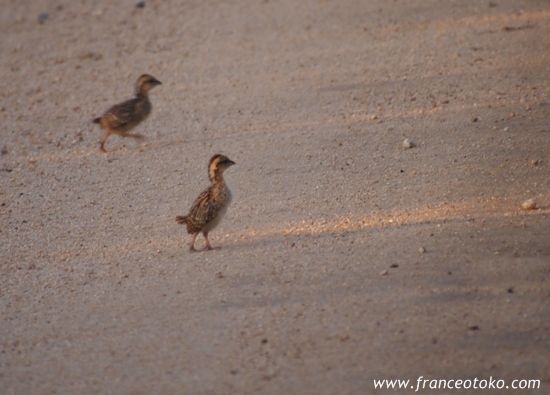 南アフリカ　インバリサファリロッジimbalisafarilodge