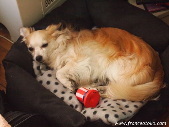 フランスチワワ