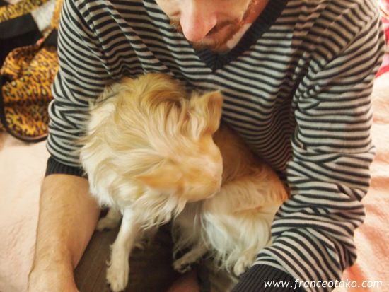 フランスチワワ