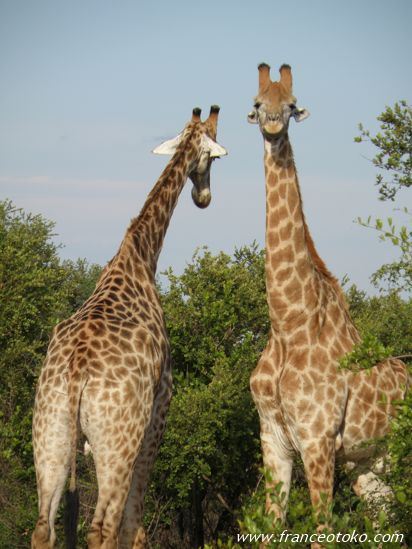 野性のキリン 南アフリカ