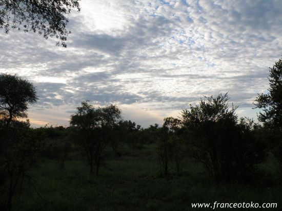 南アフリカのサファリ@クルーガー国立公園
