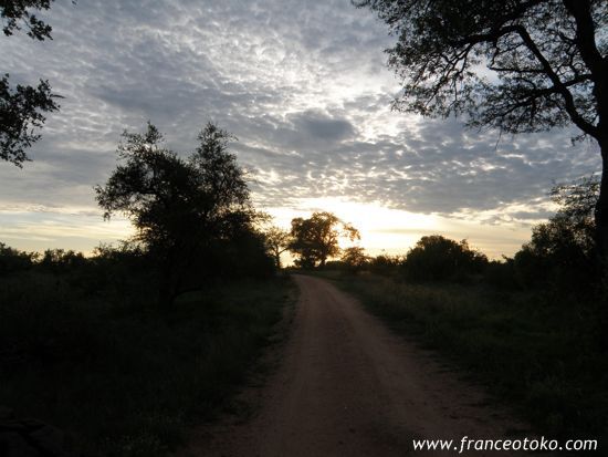 南アフリカのサファリ@クルーガー国立公園