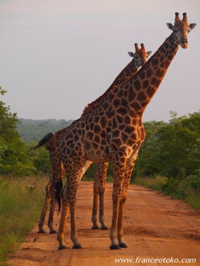 キリン/南アフリカ サファリ