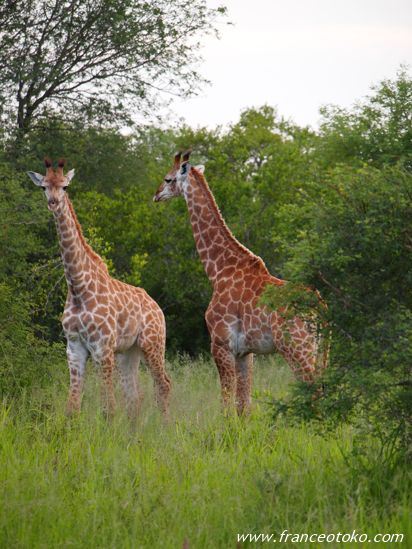 キリン/南アフリカ サファリ