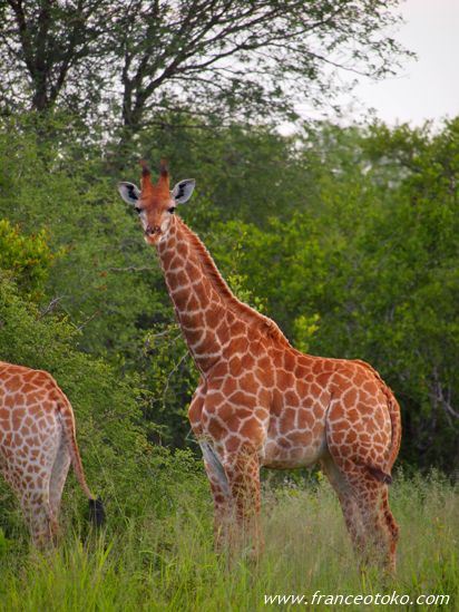 キリン/南アフリカ サファリ