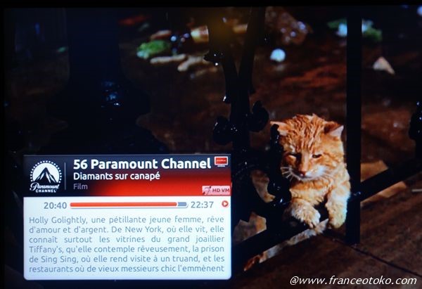 ティファニーで朝食を 猫