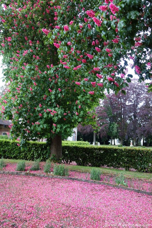 ピンクの花の木