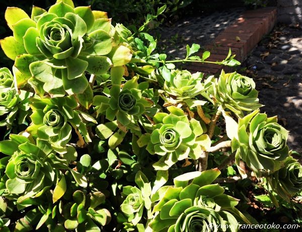 バラっぽいサボテン