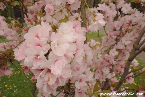 フランス　桜