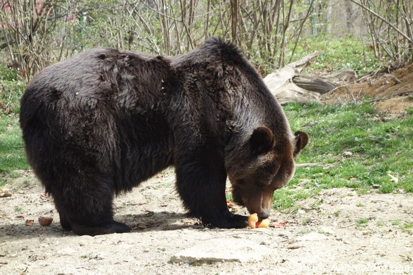 熊　ルーマニア　保護区域