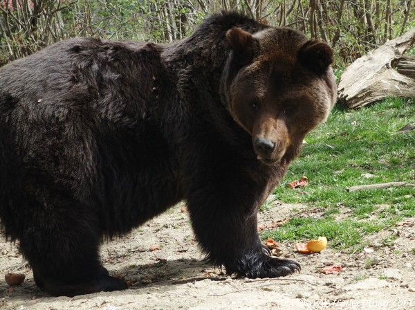 ルーマニア　熊の保護センター　観光