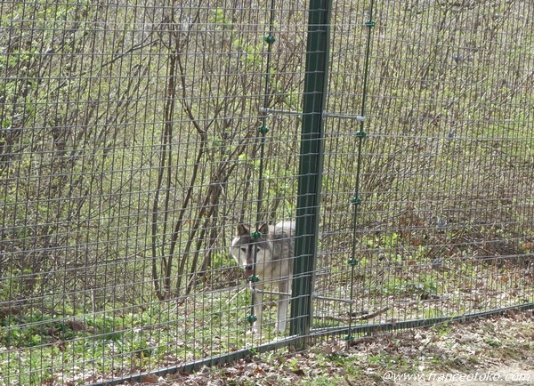 ルーマニア　　野生狼