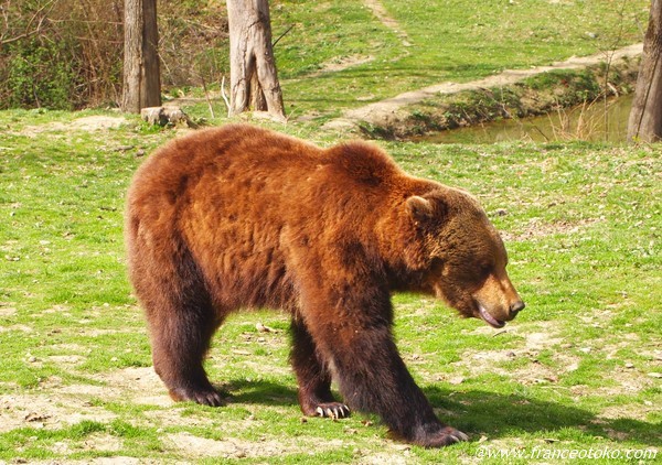 Libearty Bear Sanctuary 　romania